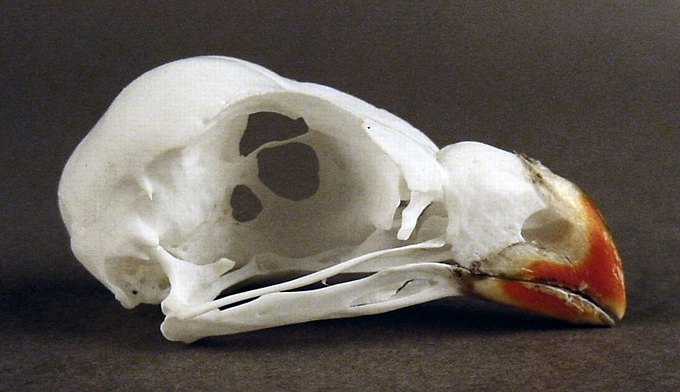 Tauraco livingstonii (Livingston Turaco) – skullsite