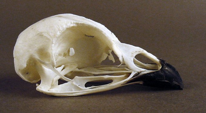 Tetrao tetrix (Black Grouse) – skullsite