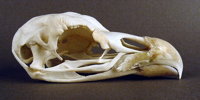 Bird skull identification? More in comments : r/vultureculture