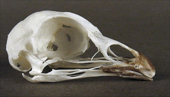 Tympanuchus cupido (Prairie Chicken) – skullsite