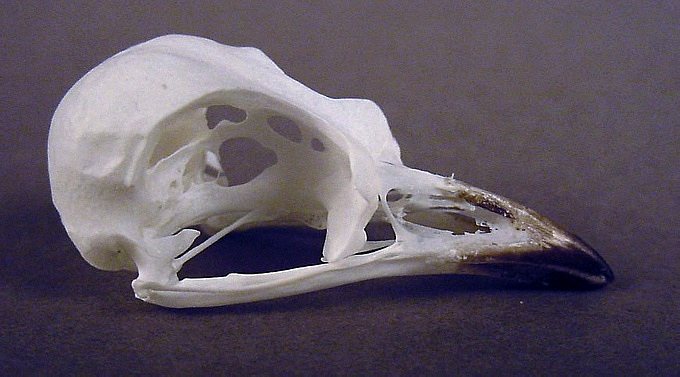 Xipholena punicea (Pompadour Cotinga) – skullsite